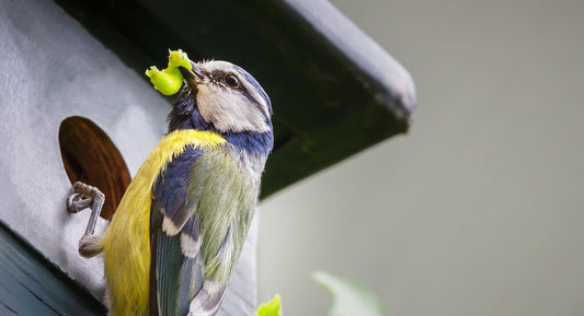 Fauna auxiliar: qué es y por qué es clave para el equilibrio natural