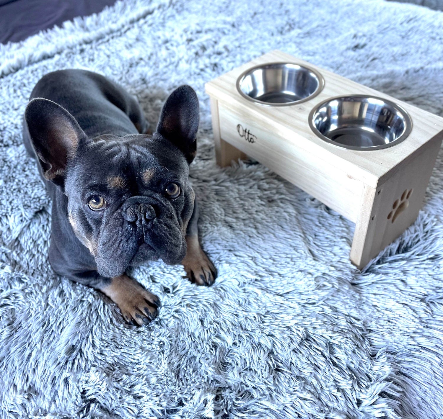 Productos para perros - Los Nidos de David