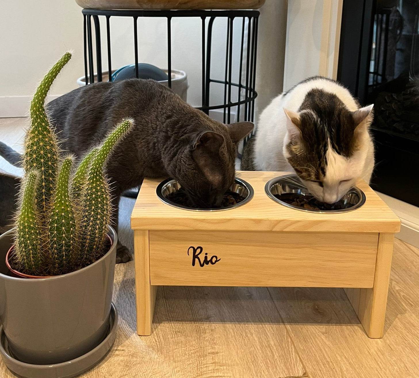Productos para gatos - Los Nidos de David
