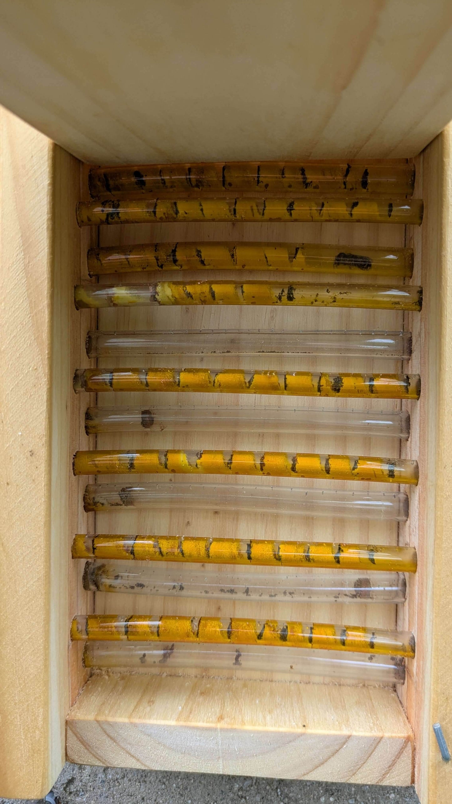 Hotel de observación para abejas solitarias - Los Nidos de David
